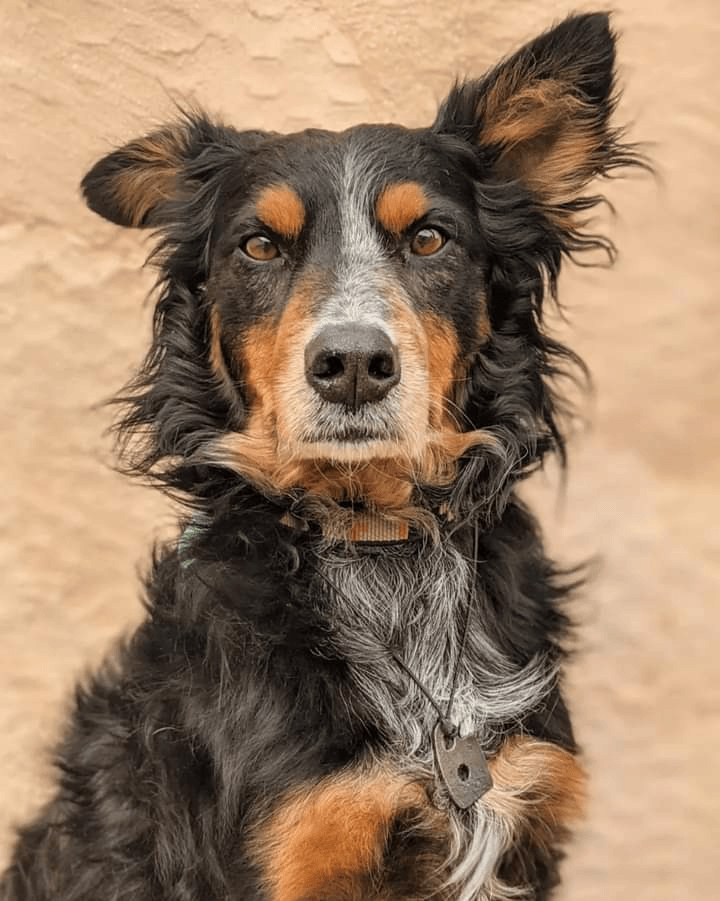 "Blooming Pets" Custom Pet Paint by Numbers Kit | Upload Your Photo