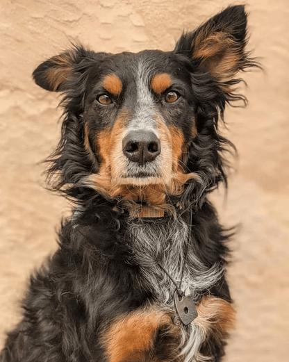 "Blooming Pets" Custom Pet Paint by Numbers Kit | Upload Your Photo